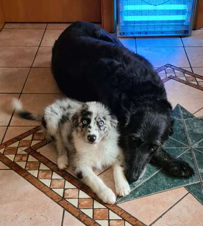 Die Dogorama Wochen Challenge "Friends will be Friends"-Beitrag-Bild