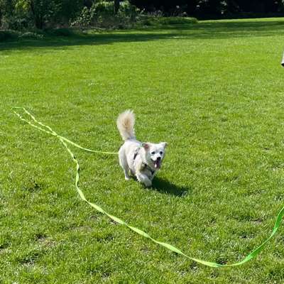 Hundetreffen-Ruhiger Hund für Hundebegegnungen-Bild