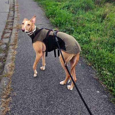 Hundetreffen-Trainingspartner gesucht-Bild