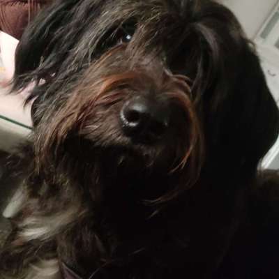 Hundetreffen-Hundeauslauf Tannenbusch