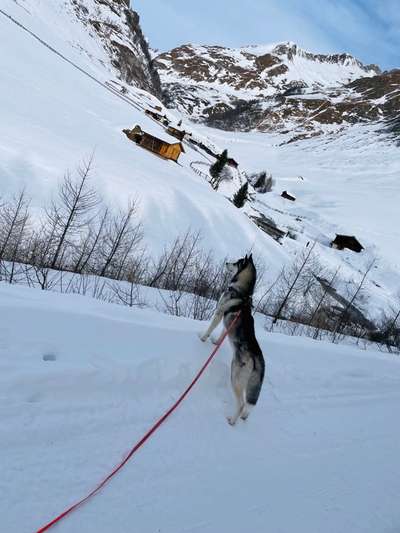 Husky-Beitrag-Bild