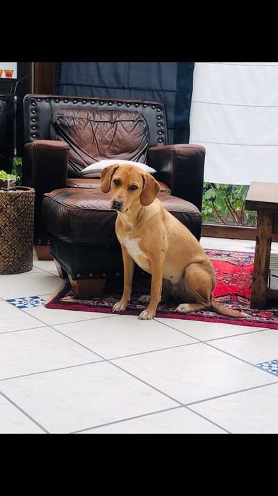 Labradorfans-Beitrag-Bild