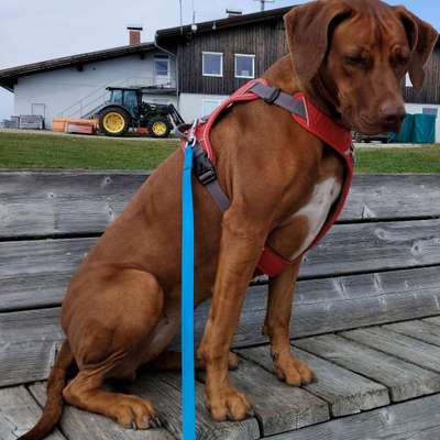 Hundetreffen-Welpentreffen in Remscheid oder Ronsdorf gesucht