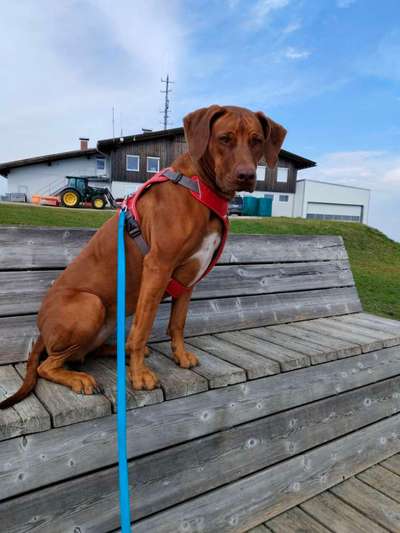 Hundetreffen-Spielpartner gesucht-Bild