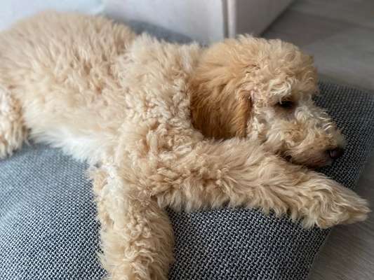 Labradoodle gesucht-Beitrag-Bild