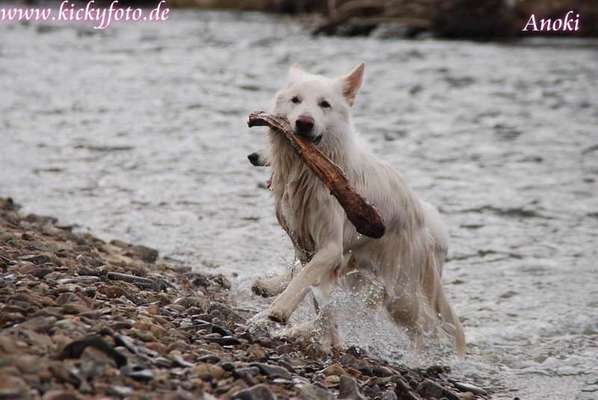 Dogorama-Monats-Challenge-Mai "Wasser"-Beitrag-Bild