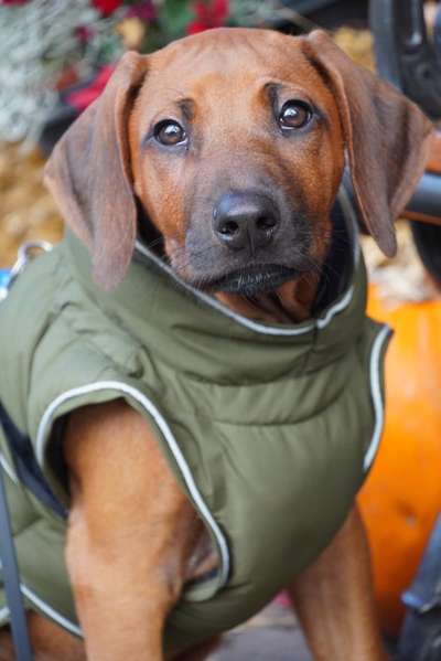 Rhodesian Ridgeback-Beitrag-Bild