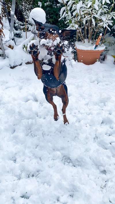 Lustigsten Grimassen von euren Hunden-Beitrag-Bild