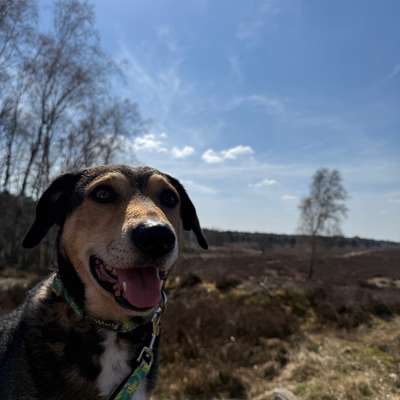 Hundetreffen-Wandern mit Hund-Bild