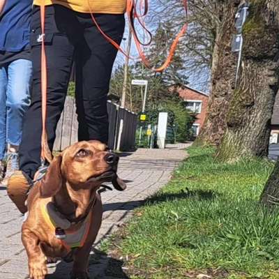 Hundetreffen-Mantrailing Freizeitgruppe-Bild