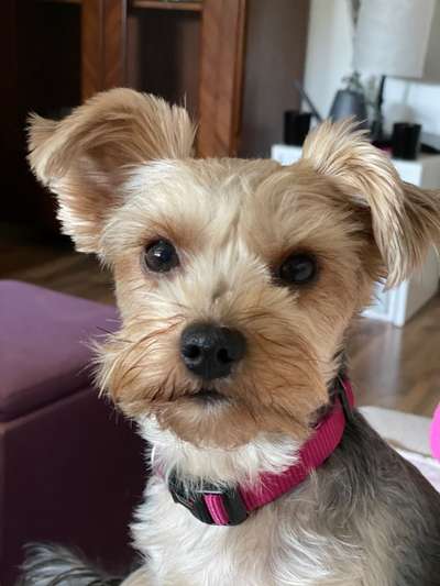 Yorkshire Terrier-Beitrag-Bild