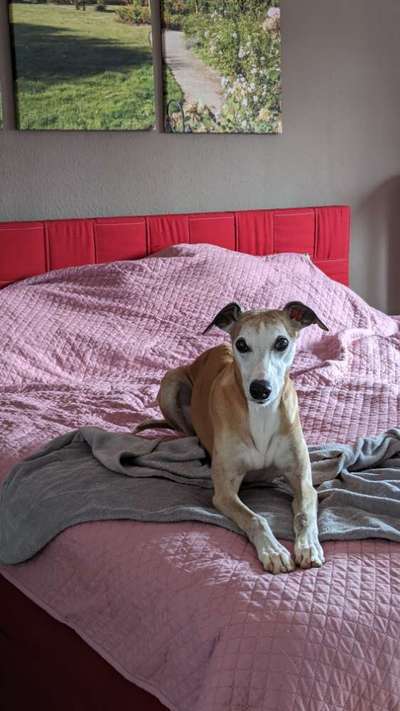 Windhunde - Treffen der besonderen Schönheiten
HERZLICH WILLKOMMEN-Beitrag-Bild