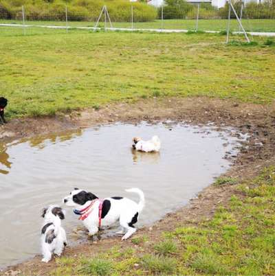 Hundetreffen-Treffen an der eingezäunten Hundwiese in Baiersdorf-Bild