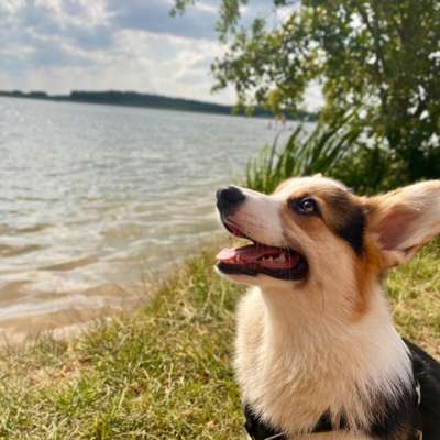 Hundetreffen-Spielerunde und Gassi-Bild