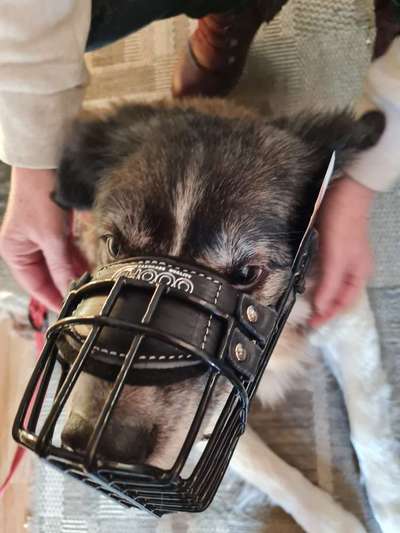 Wie sitzt mein Maulkorb / Maulkorb-Beratung-Beitrag-Bild