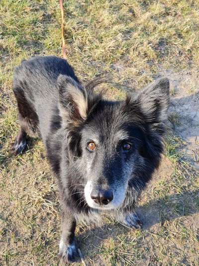 Unsere Fellnasen im Regenbogenland-Beitrag-Bild