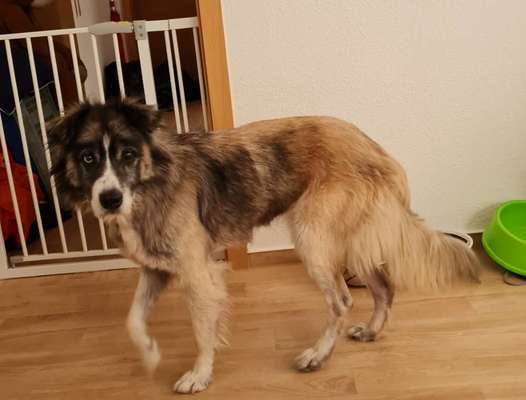 TierschutzhundeStammtisch🐕-Beitrag-Bild