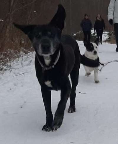 Challenge Nr. 16         Dynamik - Dein Hund in Bewegung-Beitrag-Bild