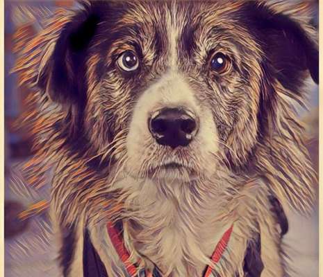 Fotochallenge 124 - Dein Comic-Hund-Beitrag-Bild