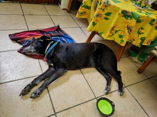 Foto Challenge 112 
ungewöhnliche Schlafplätze-Beitrag-Bild