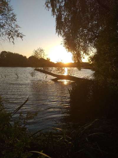 Die wunderschöne Welt mit Hund.-Beitrag-Bild