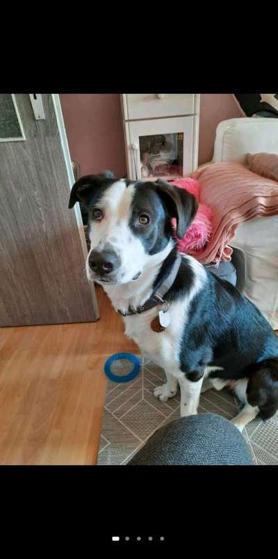 Mischlinge raten - Rätselspaß-Beitrag-Bild