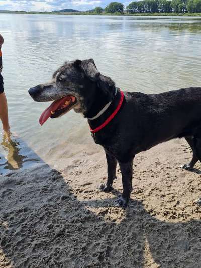Mischlingshunde Foto Aufruf-Beitrag-Bild