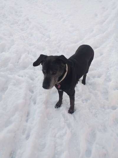 Welche Hunderasse-Beitrag-Bild