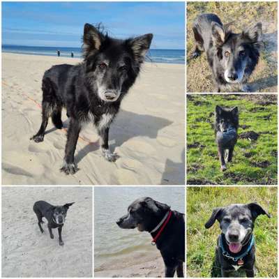 Black dogs are beautiful-Beitrag-Bild