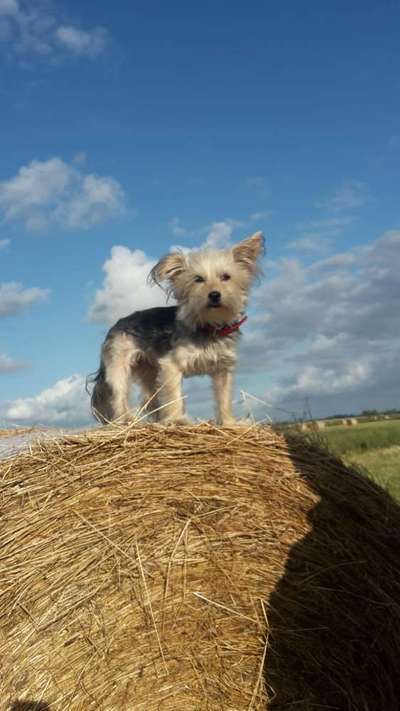 Yorkshire Terrier-Beitrag-Bild