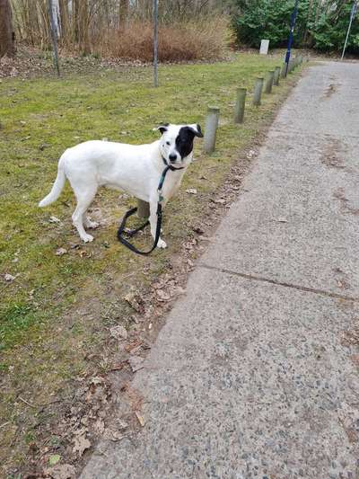 Mischlinge raten - Rätselspaß-Beitrag-Bild