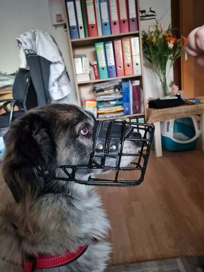 Wie sitzt mein Maulkorb / Maulkorb-Beratung-Beitrag-Bild