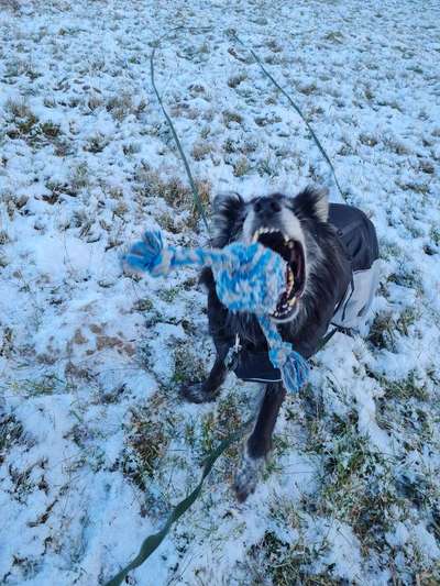 Dogorama Photo Challenge - Winterstimmung-Beitrag-Bild