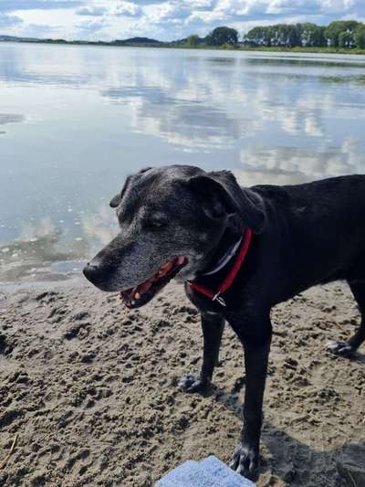 Seelenhunde-Beitrag-Bild