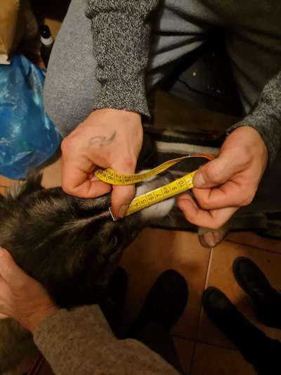 Wie sitzt mein Maulkorb / Maulkorb-Beratung-Beitrag-Bild