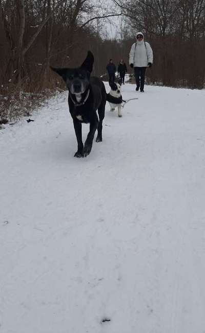 Zeigt die schönsten Schneebilder von eurer Fellnase ❄️-Beitrag-Bild