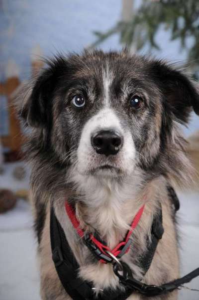 Welche Hunderasse-Beitrag-Bild