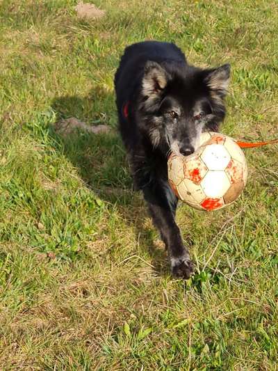 Lustigsten Bilder-Beitrag-Bild