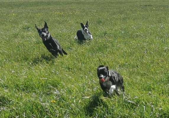 Bester Freund, Hundekumpel - zeigt her!-Beitrag-Bild