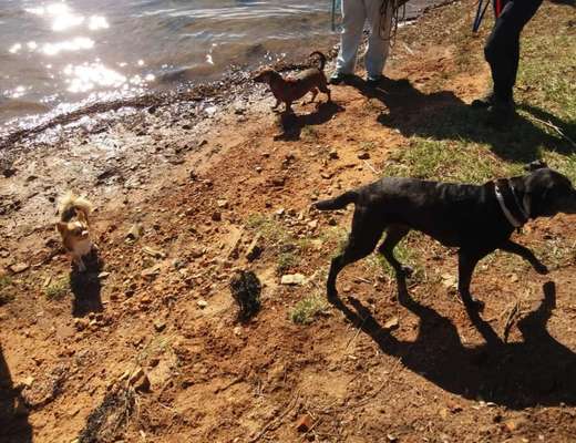 Dogorama-Monats-Challenge-Mai "Wasser"-Beitrag-Bild