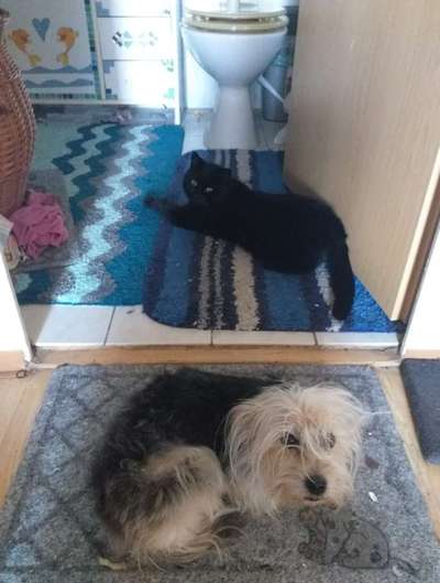 Andere Haustiere?-Beitrag-Bild