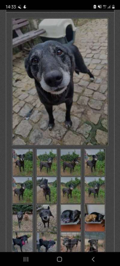 Auslandstierschutz-Beitrag-Bild