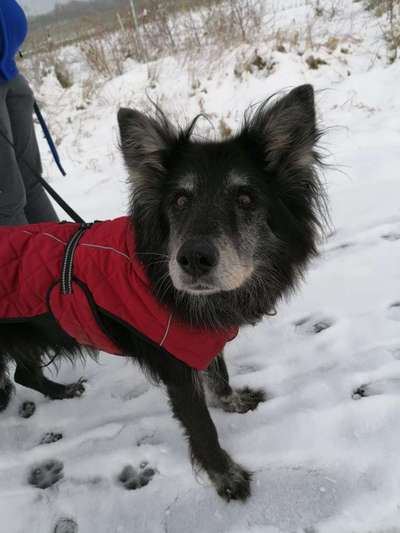 Welpenfotos-Beitrag-Bild