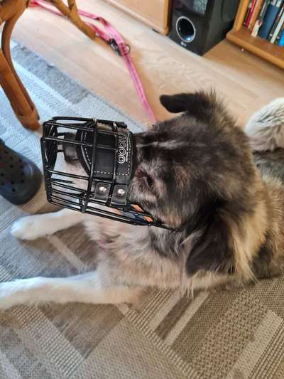 Wie sitzt mein Maulkorb / Maulkorb-Beratung-Beitrag-Bild