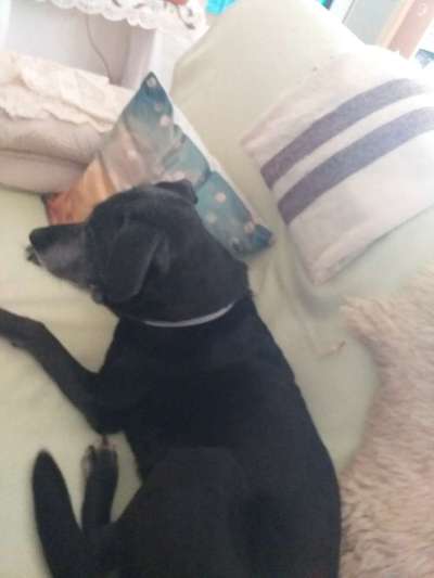 Welche Hunderasse-Beitrag-Bild