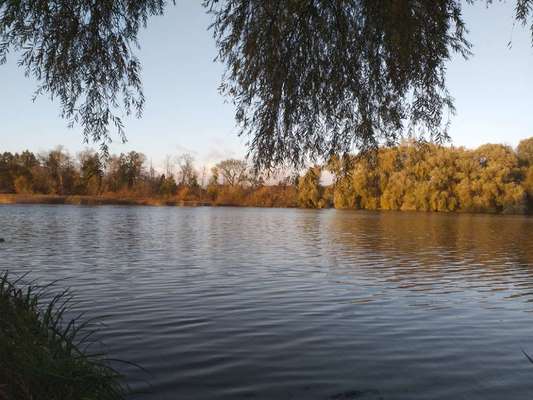 Die wunderschöne Welt mit Hund.-Beitrag-Bild