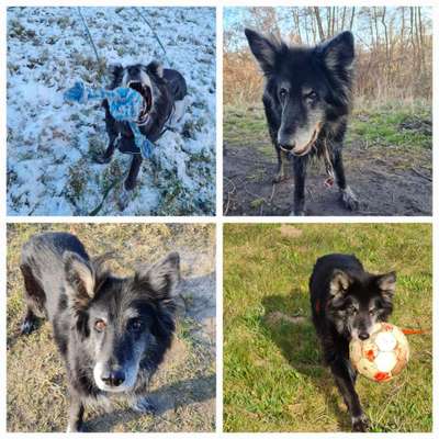 Der Wolf in eurem Hund-Beitrag-Bild