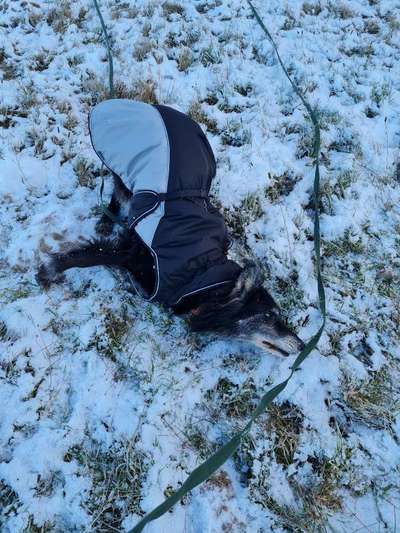 Fotosammlung: ,,Der natürliche Hund" Unbearbeitet, ungestellt und in Natura-Beitrag-Bild