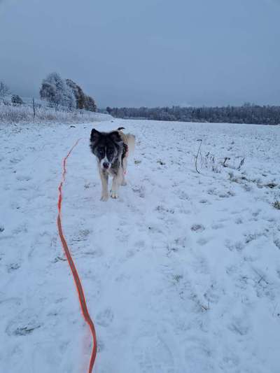 Foto Challenge Nr.: 114
Hunde im Schnee-Beitrag-Bild