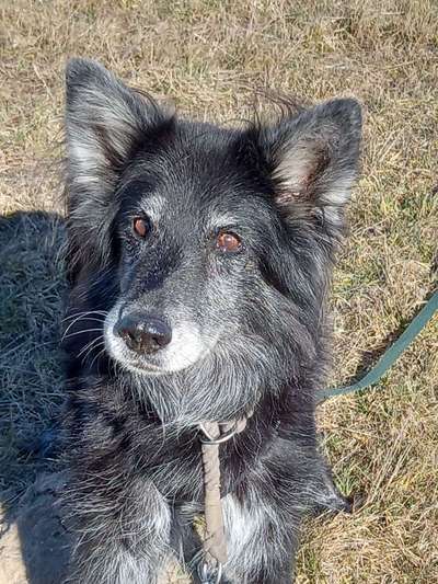 Alles rund um den Schäferhund, diskutieren erwünscht.-Beitrag-Bild